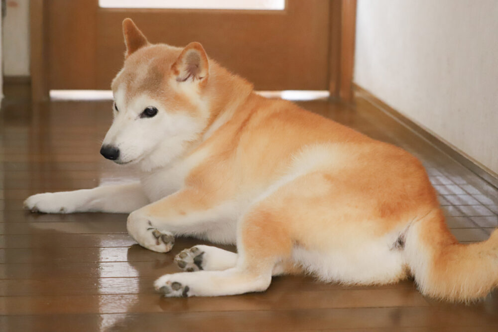 伏せする柴犬