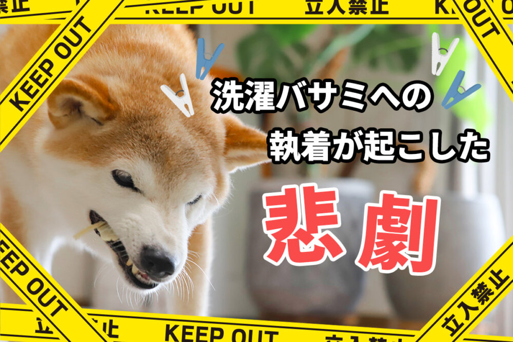 洗濯バサミへの執着が起こした悲劇