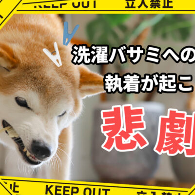 洗濯バサミへの執着が起こした悲劇
